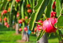 Yuki 24 Đồng Hành Bảo Vệ Vườn Thanh Long Bình Thuận, Đảm Bảo Mùa Vụ Bội Thu