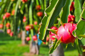 Yuki 24 Đồng Hành Bảo Vệ Vườn Thanh Long Bình Thuận, Đảm Bảo Mùa Vụ Bội Thu